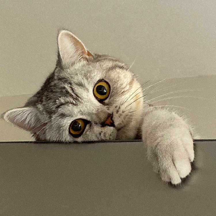 Tayki a rejoint le concours — aidez-le/la à gagner de superbes lots ! animal, cat, closeup, curious, cute, expression, eyes, feline, fur, gray, head, indoor, looking, mammal, paw, pet, playful, portrait, soft, whiskers