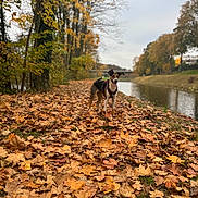 Jessi is registered to the contest to win money with this photo: dog, autumn, leaves, river, trees, outdoor, nature, fall, canine, grass, sky, scenic, park, walking, seasonal, brown, yellow, leisure, animal, landscape
