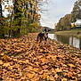 dog, autumn, leaves, river, trees, outdoor, nature, fall, canine, grass, sky, scenic, park, walking, seasonal, brown, yellow, leisure, animal, landscape