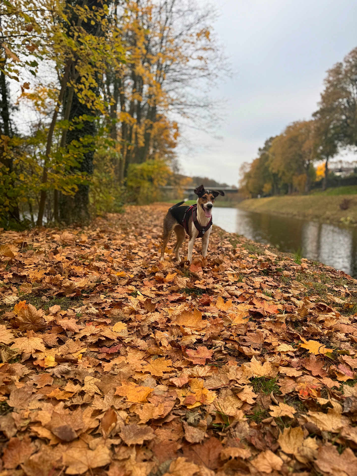 Jessi is registered to the contest to win money with this photo: dog, autumn, leaves, river, trees, outdoor, nature, fall, canine, grass, sky, scenic, park, walking, seasonal, brown, yellow, leisure, animal, landscape