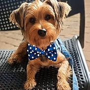 Ranger joined the competition — help win amazing prizes! dog, small_dog, bow_tie, blue_bow_tie, polka_dot, pet, animal, bench, outdoor, fur, cute, portrait, leash, resting, face, ears, paw, fluffy, canine, looking