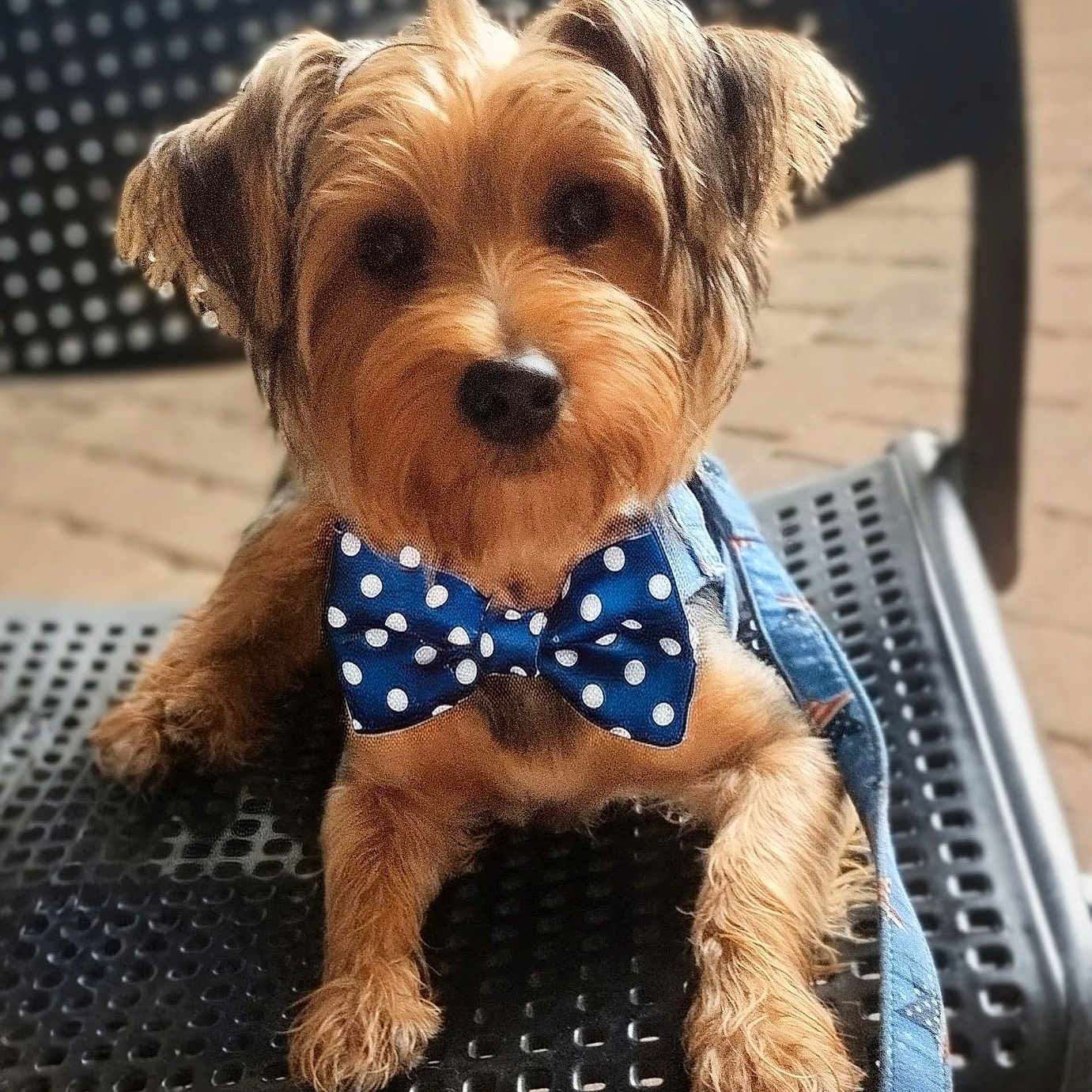 Ranger joined the competition — help win amazing prizes! dog, small_dog, bow_tie, blue_bow_tie, polka_dot, pet, animal, bench, outdoor, fur, cute, portrait, leash, resting, face, ears, paw, fluffy, canine, looking