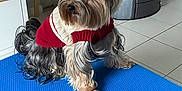 Sunny Love a rejoint le concours — aidez-le/la à gagner de superbes lots ! dog, small_dog, yorkshire_terrier, pet, sweater, blue_mat, indoor, tile_floor, fur, long_hair, cute, portrait, standing, brown_eyes, groomed, living_room, lamp, stool, stove, home_decor
