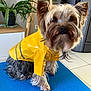 Sunny Love participe au concours pour gagner de l'argent avec cette photo : dog, yorkshire_terrier, small_dog, pet, raincoat, yellow_raincoat, waterproof_jacket, indoor, potted_plant, wooden_easel, tiled_floor, blue_mat, long_fur, face, ears, eyes, nose, sitting, cute, portrait