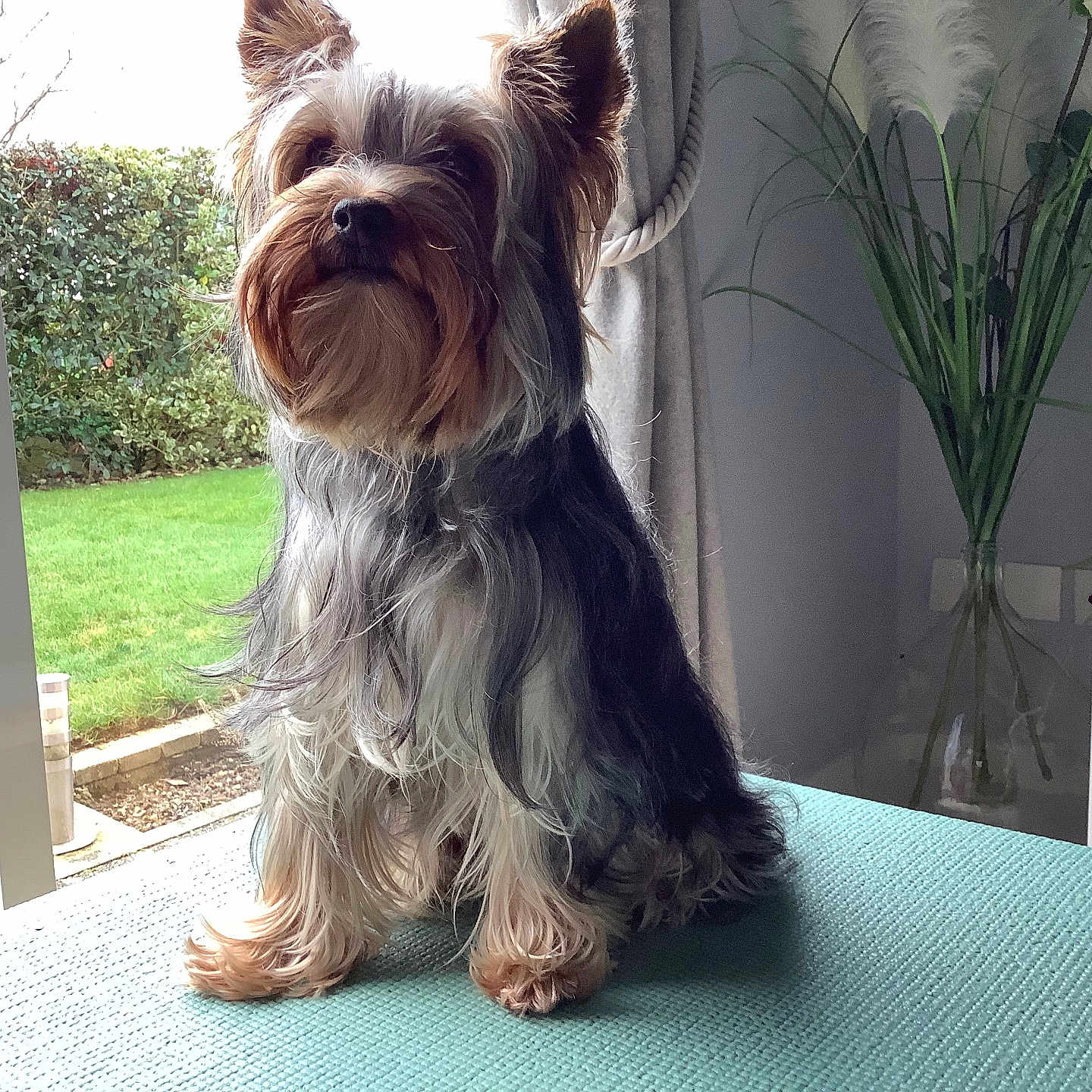 Sunny Love a rejoint le concours — aidez-le/la à gagner de superbes lots ! curtain, dog, domestic, ears, fur, garden, grass, home, indoor, mat, natural_light, paws, pet, plant, portrait, side_table, sitting, vase, window, yorkshire_terrier