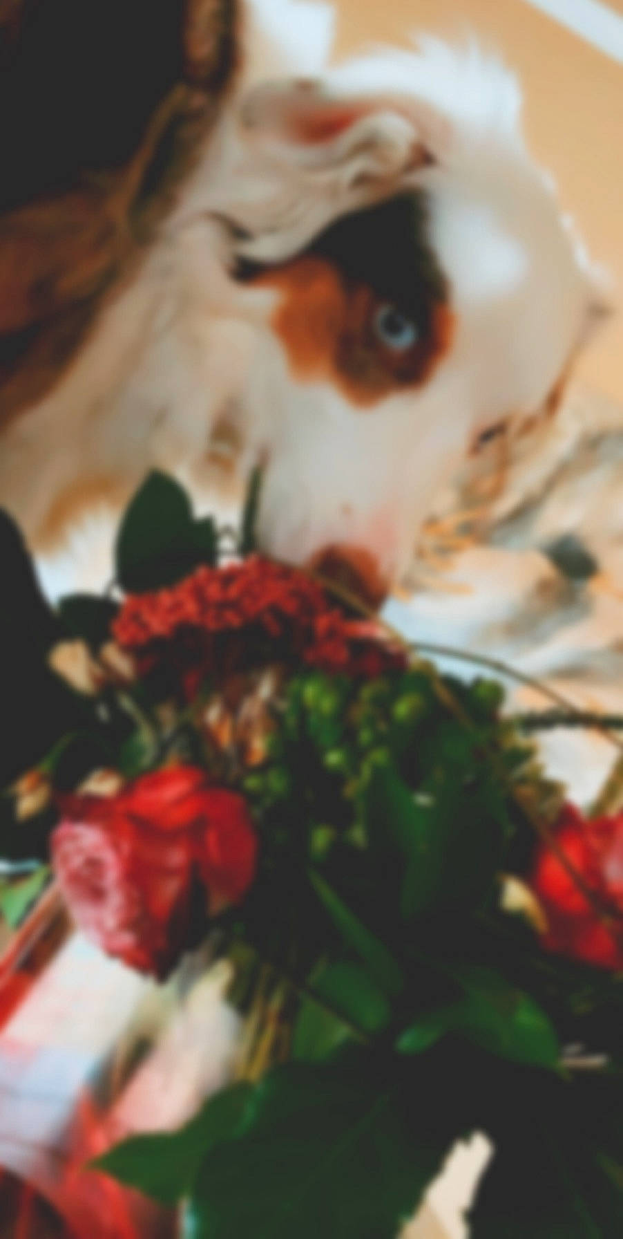 Magnolia joined the competition — help win amazing prizes! bouquet, canidae, cavalier_king_charles_spaniel, flower