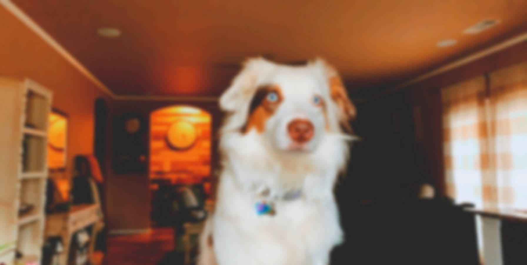 Magnolia joined the competition — help win amazing prizes! australian_shepherd, canidae, carnivore, companion_dog, dog, dog_breed, ear, fur, miniature_australian_shepherd, puppy, snout, sporting_group