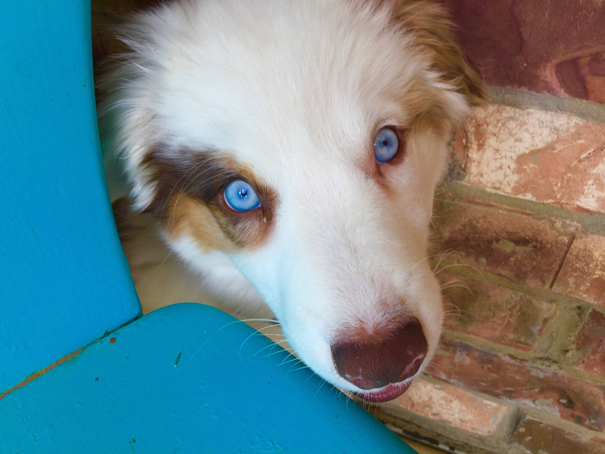 Magnolia is registered to the contest to win money with this photo: australian_collie, australian_shepherd, border_collie, canidae, carnivore, companion_dog, dog, dog_breed, herding_dog, mammal, miniature_australian_shepherd, nose, puppy, rare_breed_dog, snout, sporting_group, vertebrate, welsh_sheepdog, working_dog