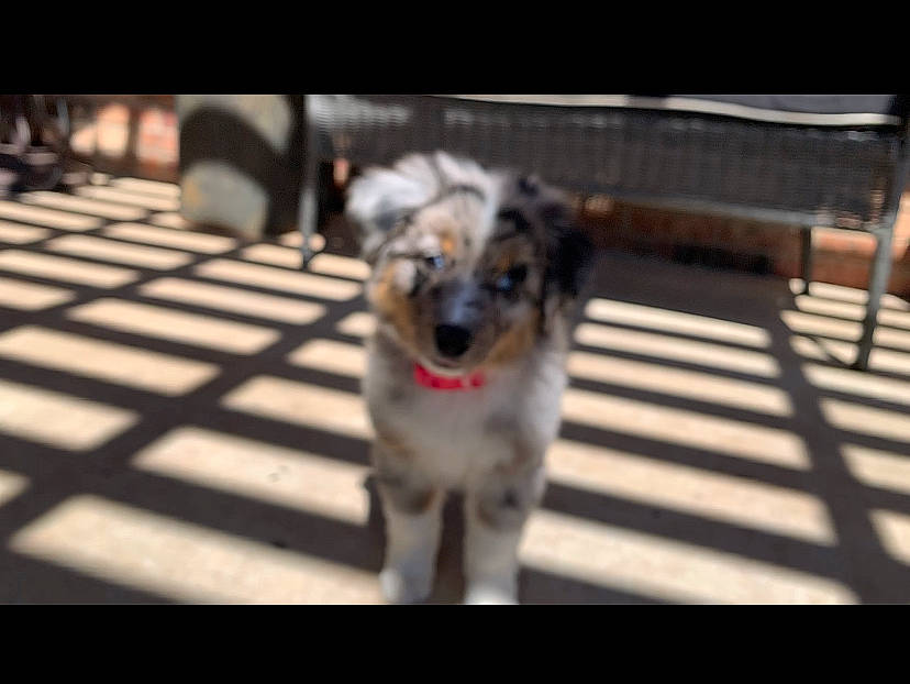 Koda Rae joined the competition — help win amazing prizes! australian_shepherd, canidae, carnivore, companion_dog, dog, dog_breed, herding_dog, mammal, miniature_australian_shepherd, puppy, rare_breed_dog, snout, sporting_group, vertebrate, working_dog