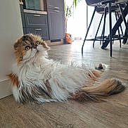 Amy a rejoint le concours — aidez-le/la à gagner de superbes lots ! cabinet, cat, chair, curious, feline, floor, fur, green_eyes, indoor, interior, kitchen, long_hair, modern, oven, pet, plant, relaxed, tail, whiskers, wooden_floor
