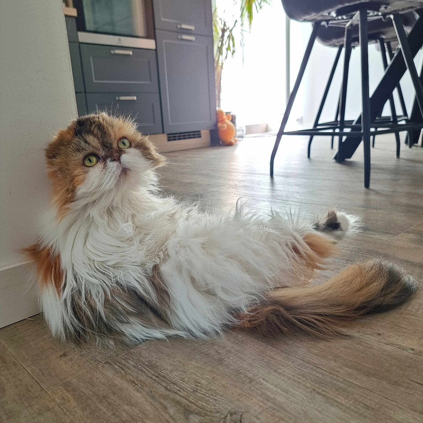 Amy