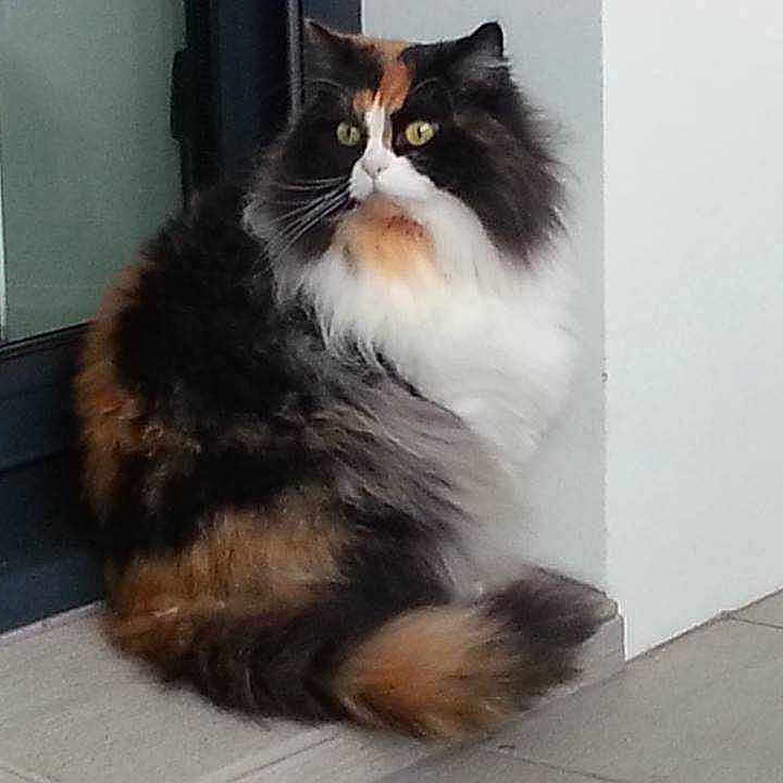 EGLANTINE