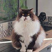 Hippolyte participe au concours pour gagner de l'argent avec cette photo : cat, long_hair, fluffy, persian_cat, black_and_white, brown, white, pet, animal, portrait, sitting, indoors, kitchen, countertop, backsplash, plant, window, yellow_eyes, whiskers, fur
