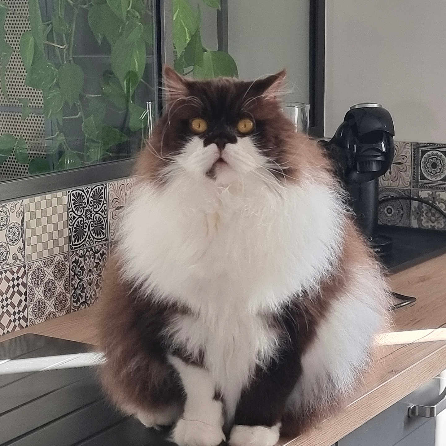 Hippolyte participe au concours pour gagner de l'argent avec cette photo : cat, long_hair, fluffy, persian_cat, black_and_white, brown, white, pet, animal, portrait, sitting, indoors, kitchen, countertop, backsplash, plant, window, yellow_eyes, whiskers, fur