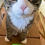 animal, cardboard_box, cat, close_up, curious, cute, domestic_cat, eyes, feline, front_legs, fur, green_label, indoor, looking_up, pet, pink_nose, standing, tabby, whiskers, white_paws
