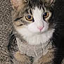 carpet, cat, clothing, cozy, cute, ears, feline, fluffy, fur, golden_eyes, indoor, looking_up, paws, pet, portrait, sitting, sweater, tabby, whiskers, white_paws
