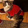 animal, cat, cozy, curious, domestic_cat, ears, feline, floor, fur, furry_tail, home, indoor, looking, pet_clothing, red_sweater, shoe, sitting, tabby, whiskers, wood_floor