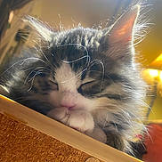 Leo is registered to the contest to win money with this photo: kitten, cat, sleeping, closeup, indoor, feline, whiskers, paw, cute, fur, resting, cozy, lamp, soft_light, portrait, animal, pet, domestic_cat, relaxing, warm