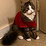 animal, cat, curious, cute, domestic, door, feline, floor, fluffy, fur, household, indoor, paws, pet, red_shirt, sitting, striped, tabby, tail, whiskers