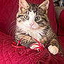 animal, cat, closeup, cozy, curious, cute, domestic_cat, feline, indoor, kitten, pet, playful, quilted_blanket, red_blanket, red_ribbon, soft_fur, tabby, whiskers, white_paws, young_cat