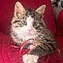 animal, cat, closeup, couch, cozy, curious, cute, feline, fur, indoor, kitten, paw, pet, playful, quilted, red, ribbon, tabby, whiskers, young