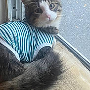 Leo is registered to the contest to win money with this photo: cat, cozy, domestic_cat, ears, feline, fur, indoor, looking_at_camera, outfit, pet, pink_nose, plush_bed, resting, sill, striped_shirt, tabby, tail, whiskers, window, window_screen