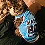 Leo joined the competition — help win amazing prizes! cat, tabby, blue_shirt, text_on_clothing, pet, indoor, blanket, cozy, fur, animal, resting, soft_lighting, bed, comfort, feline, clothing, cute, domestic_animal, relaxed, warm
