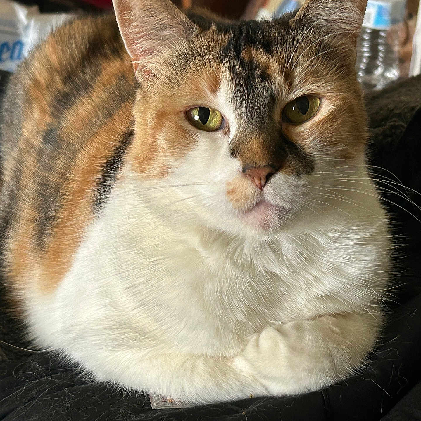 Willow