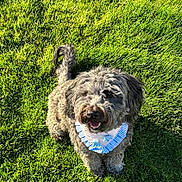 Snickers joined the competition — help win amazing prizes! animal, bandana, blue_bandana, canine, curly_fur, cute, daylight, dog, fluffy, grass, gray_fur, happy, lawn, nature, outdoor, pet, smiling, standing, summer, sunlight
