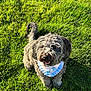 animal, bandana, blue_bandana, canine, curly_fur, cute, daylight, dog, fluffy, grass, gray_fur, happy, lawn, nature, outdoor, pet, smiling, standing, summer, sunlight