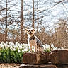 dog, small_dog, rock, flower_bed, white_tulips, garden, outdoor, nature, sunlight, tree, bare_trees, spring, pet, animal, portrait, happy, sitting, daytime, grass, bark
