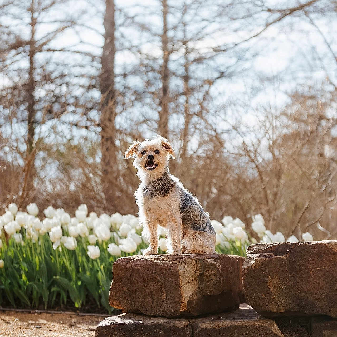 Fred joined the competition — help win amazing prizes! dog, small_dog, rock, flower_bed, white_tulips, garden, outdoor, nature, sunlight, tree, bare_trees, spring, pet, animal, portrait, happy, sitting, daytime, grass, bark