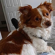 Boss is registered to the contest to win money with this photo: dog, puppy, red_and_white, fluffy, long_hair, pet, animal, portrait, close_up, lying_down, couch, indoor, home, carpet, door, relaxed, alert, brown_eyes, white_fur, photography