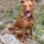 Cesar T is registered to the contest to win money with this photo: animal, brown_dog, canine, collar, daylight, dirt, dog, ears, fur, grass, ground, happy, leaf, nature, outdoor, pet, sitting, smiling, tail, tongue_out