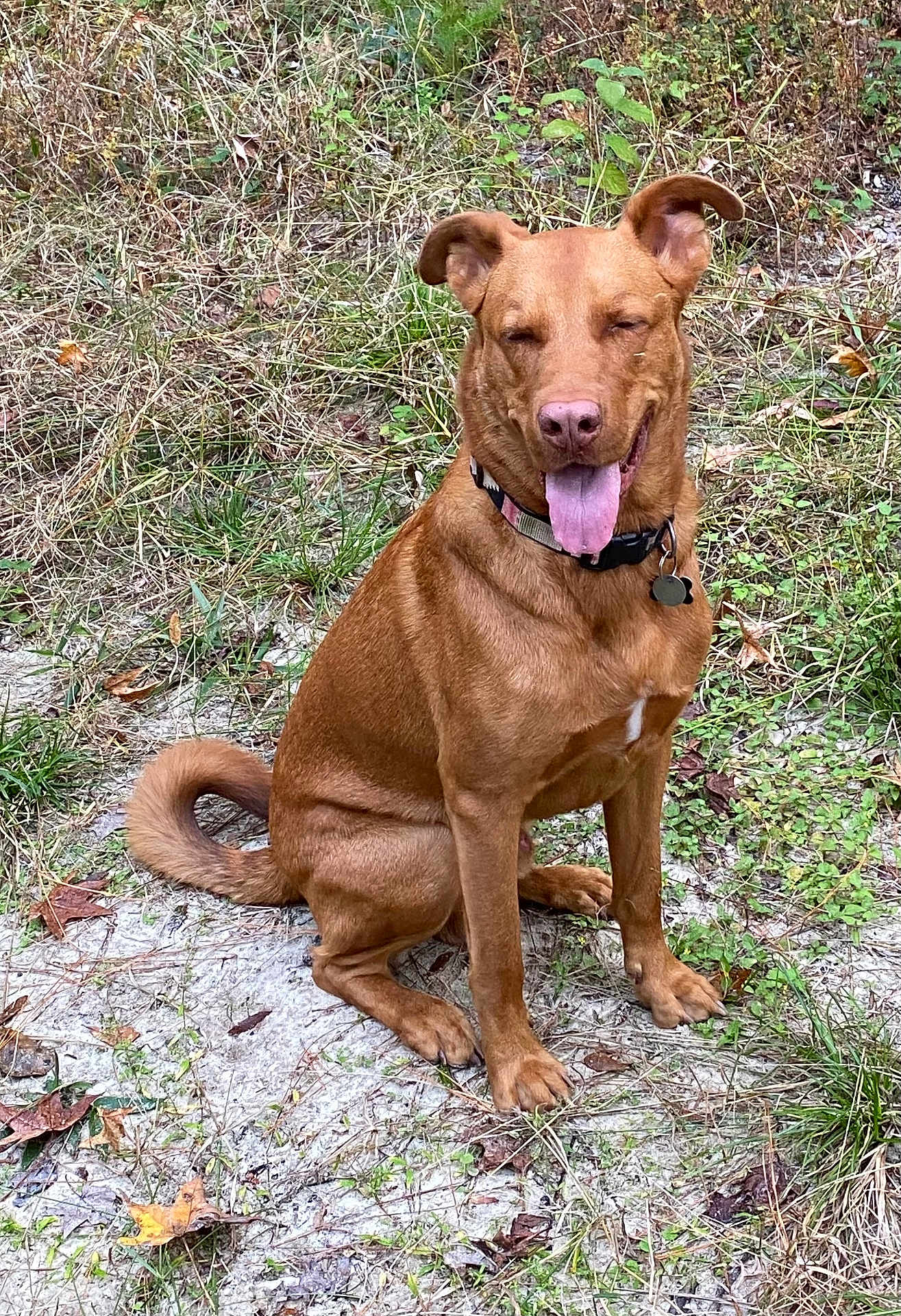 Cesar T is registered to the contest to win money with this photo: animal, brown_dog, canine, collar, daylight, dirt, dog, ears, fur, grass, ground, happy, leaf, nature, outdoor, pet, sitting, smiling, tail, tongue_out