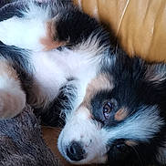Alya a rejoint le concours — aidez-le/la à gagner de superbes lots ! puppy, dog, tricolor, lying_down, couch, leather, relaxed, fluffy, closeup, pet, indoor, sleepy, blanket, fur, cute, animal, young, domestic_animal, snout, ears