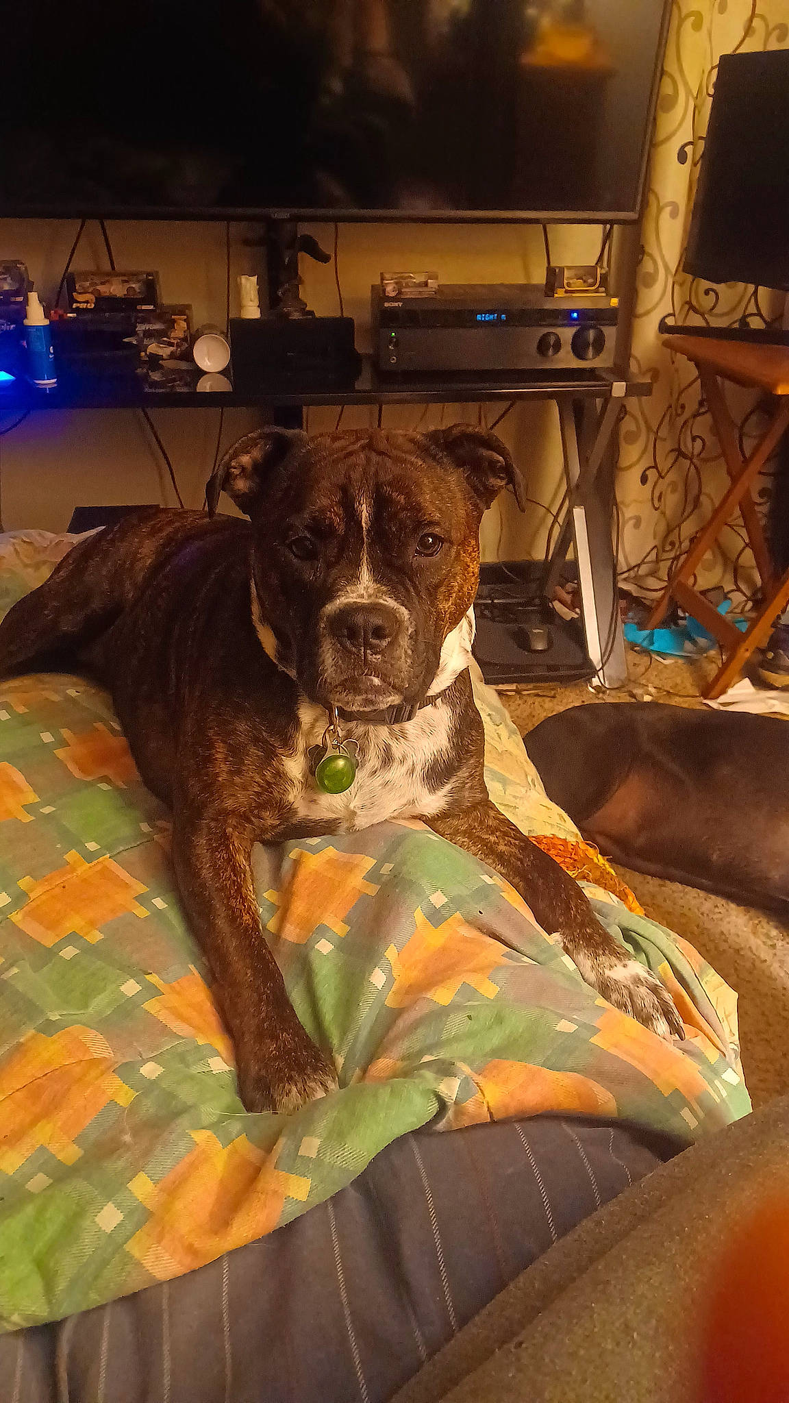 Bella is registered to the contest to win money with this photo: boxer, canidae, carnivore, collar, comfort, companion_dog, dog, dog_breed, dog_collar, fawn, fur, guard_dog, liver, molosser, non_sporting_group, sporting_group, working_animal, working_dog