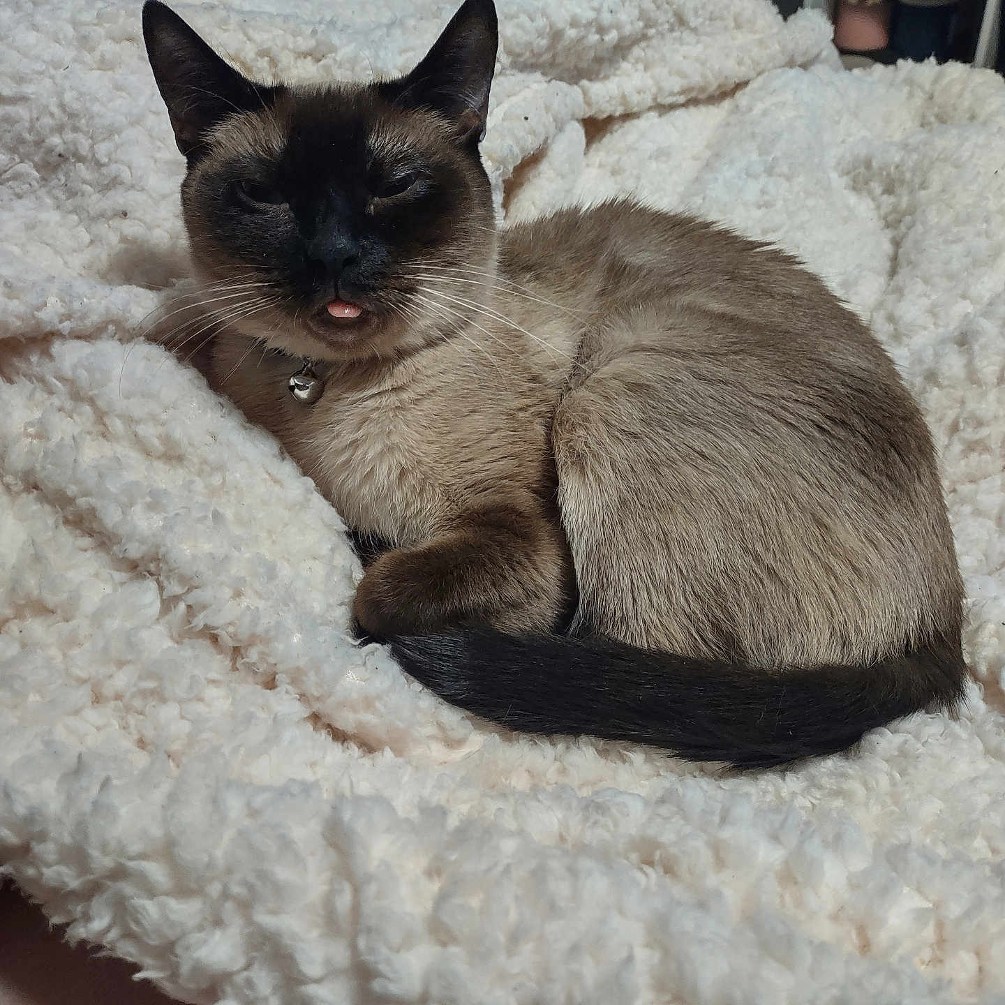 Cleo joined the competition — help win amazing prizes! animal, bedroom, cat, collar, cozy, cute, domestic_cat, feline, fluffy_blanket, fur, indoor, paw, pet, relaxed, resting, siamese_cat, sleepy, tail, tongue_out, whiskers