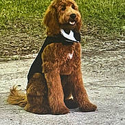 Gibson joined the competition — help win amazing prizes! dog, brown_dog, poodle, sitting, outdoor, grass, concrete, pet, animal, fur, tuxedo, costume, cape, cute, fluffy, portrait, canine, friendly, well_groomed, companion