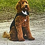 dog, brown_dog, poodle, sitting, outdoor, grass, concrete, pet, animal, fur, tuxedo, costume, cape, cute, fluffy, portrait, canine, friendly, well_groomed, companion