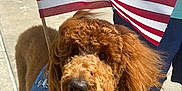 Gibson joined the competition — help win amazing prizes! american_flag, canine, celebration, companion, curly_fur, cute, dog, flag, happy, leash, outdoor, patriotic, person, pet, shorts, sidewalk, sneakers, summer, sunny, walking