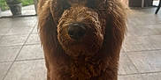 Gibson joined the competition — help win amazing prizes! dog, brown, curly_fur, pet, indoors, tile_floor, porch, glass_door, greenery, plant_pot, outdoor_view, canine, close_up, animal, furry, domestic_animal, companion, curious, standing, front_view