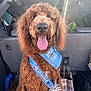 dog, curly_fur, tongue_out, medal, race_bib, car_interior, sunlight, happy, pet, large_dog, brown_fur, sitting, vehicle, backseat, paper_bag, seat, window, daylight, tongue, award