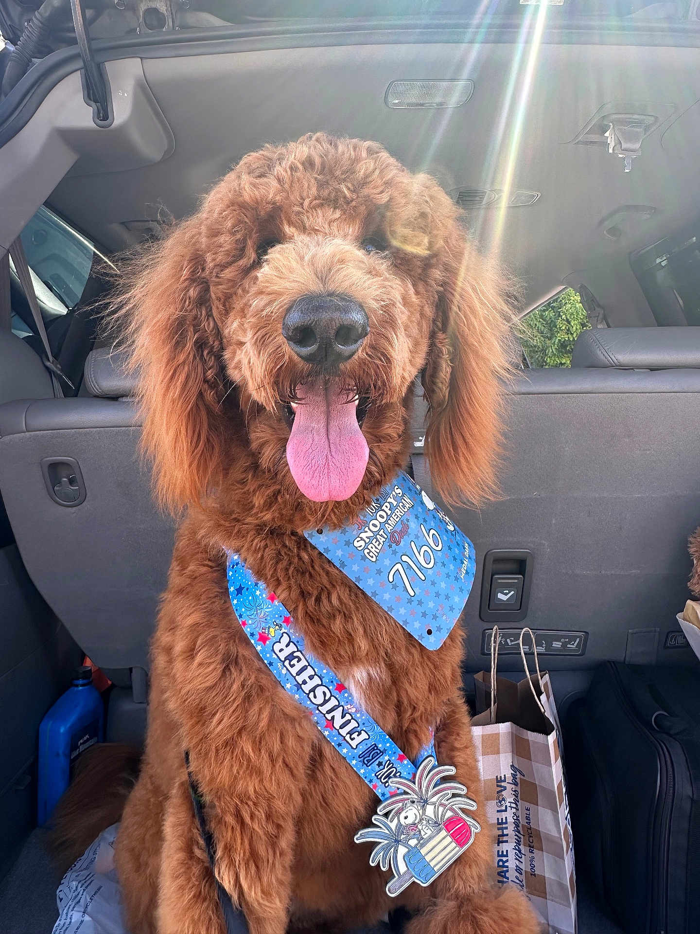 Gibson joined the competition — help win amazing prizes! dog, curly_fur, tongue_out, medal, race_bib, car_interior, sunlight, happy, pet, large_dog, brown_fur, sitting, vehicle, backseat, paper_bag, seat, window, daylight, tongue, award