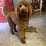 Gibson is registered to the contest to win money with this photo: dog, poodle, brown, curly_fur, indoor, tile_floor, door, red_door, toy, plush_toy, jukebox, furniture, pet, animal, looking, standing, ears, tail, cute, house