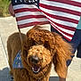 Gibson is registered to the contest to win money with this photo: dog, brown_dog, american_flag, person, tattoo, sidewalk, leash, happy_dog, outdoor, sunlight, casual_clothing, sneakers, blue_shorts, blue_shirt, fur, canine, pet, summer, smiling_dog, flag