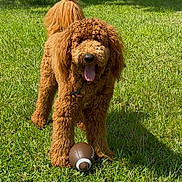 Gibson is registered to the contest to win money with this photo: animal, brown_fur, canine, curly_fur, cute, daytime, dog, field, football, grass, greenery, happy, leisure, nature, outdoor, pet, playing, summer, sunlight, tongue_out