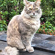 Motas is registered to the contest to win money with this photo: cat, fluffy, sitting, outdoor, bench, wood, greenery, plants, flowers, pet, animal, feline, nature, fur, tail, eyes, portrait, calm, garden, daylight