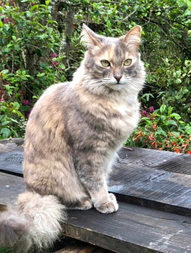 Motas is registered to the contest to win money with this photo: cat, fluffy, sitting, outdoor, bench, wood, greenery, plants, flowers, pet, animal, feline, nature, fur, tail, eyes, portrait, calm, garden, daylight