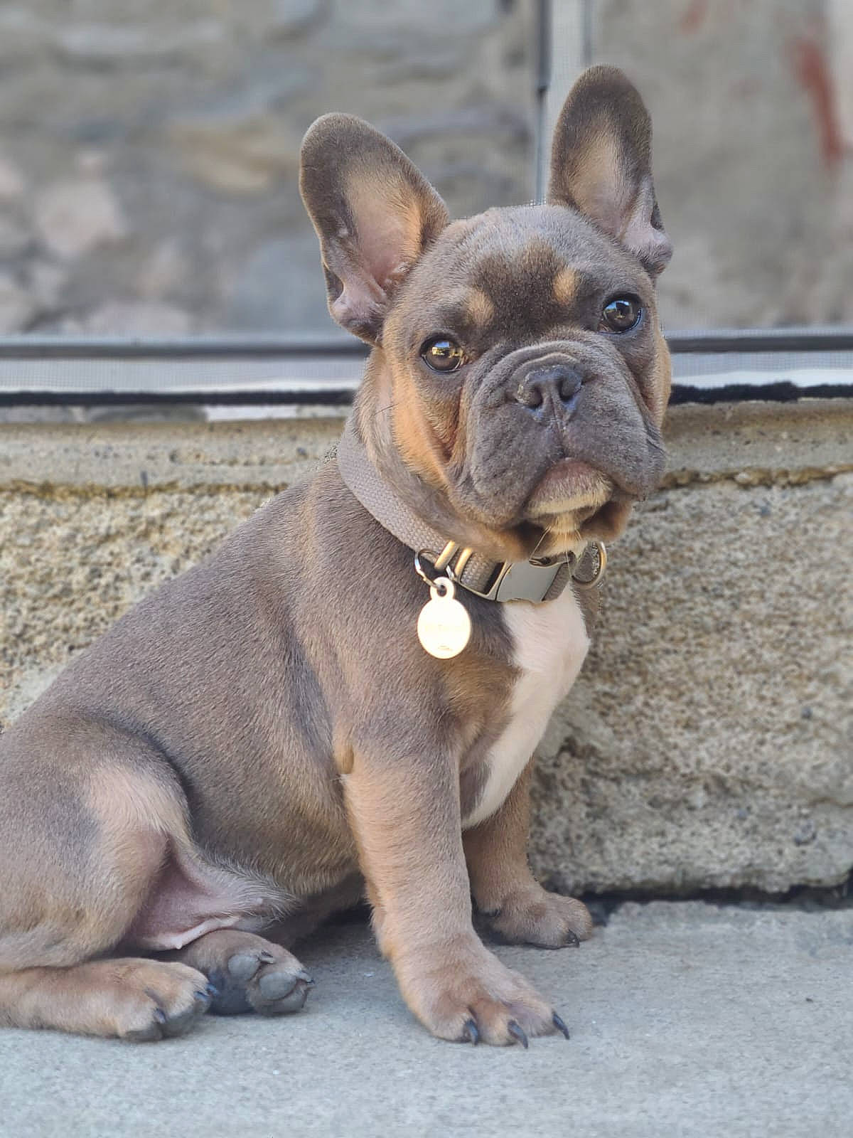Marcel a rejoint le concours — aidez-le/la à gagner de superbes lots ! bulldog, canidae, carnivore, collar, companion_dog, dog, dog_breed, dog_collar, ear, fawn, french_bulldog, molosser, non_sporting_group, snout, sporting_group, terrestrial_animal, toy_dog, whiskers, working_animal, wrinkle